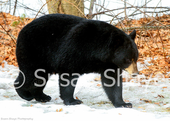 Black Bear Central Massachusetts