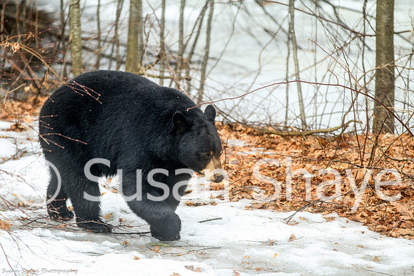 Black Bear Central Massachusetts