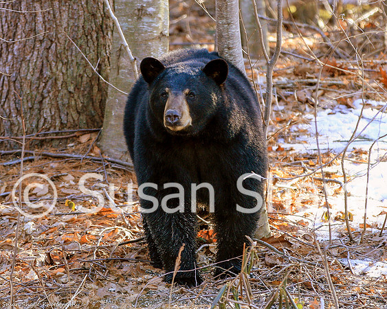 Black Bear Central Massachusetts