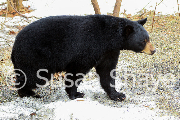 Black Bear Central Massachusetts