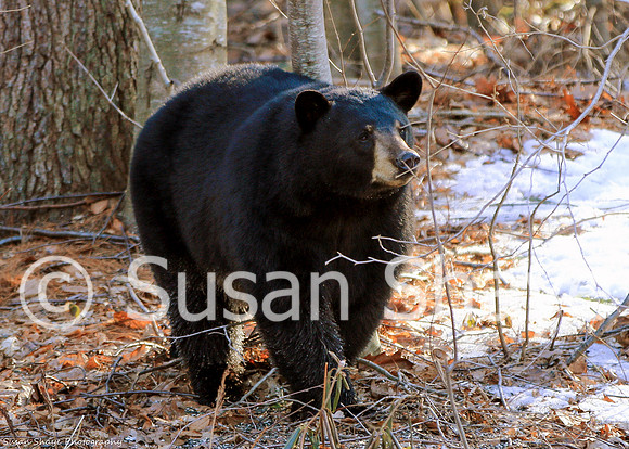 Black Bear Central Massachusetts