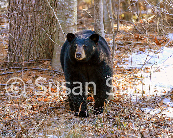 Black Bear Central Massachusetts