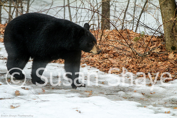 Black Bear Central Massachusetts