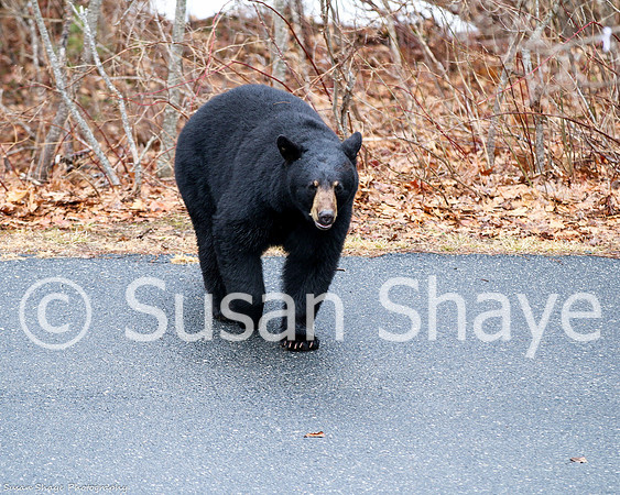 Black Bear Central Massachusetts