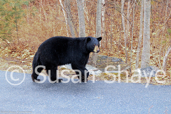 Black Bear Central Massachusetts