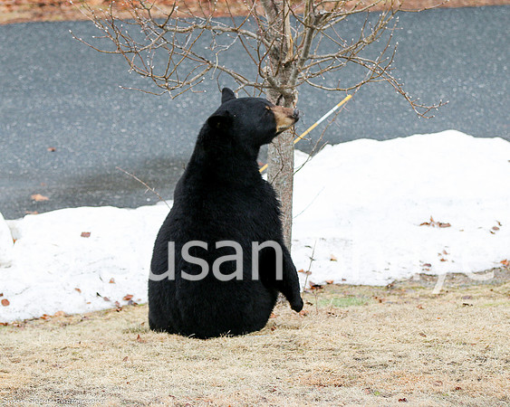 Black Bear Central Massachusetts