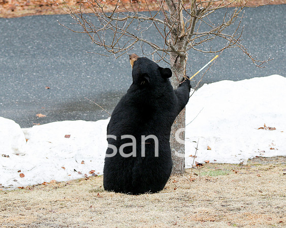 Black Bear Central Massachusetts