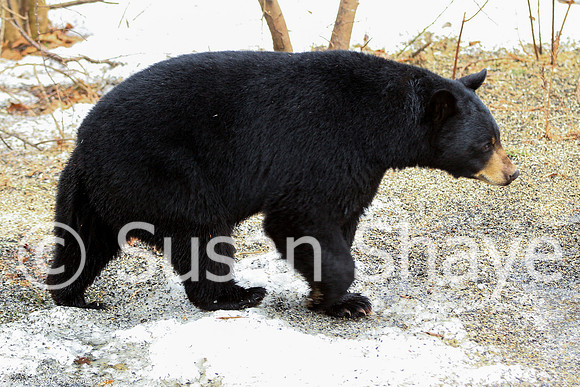 Black Bear Central Massachusetts