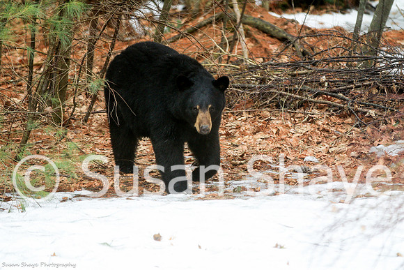 Black Bear Central Massachusetts