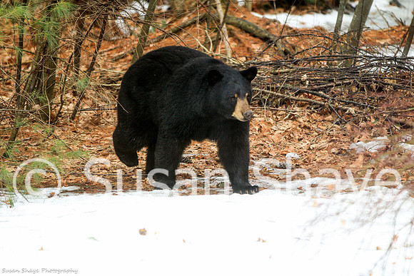 Black Bear Central Massachusetts