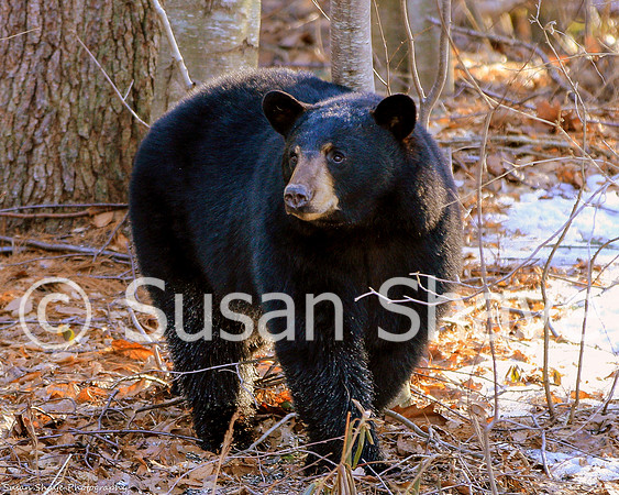 Black Bear Central Massachusetts