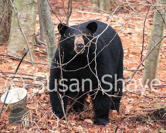 Black Bear Central Massachusetts