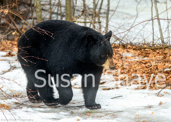 Black Bear Central Massachusetts
