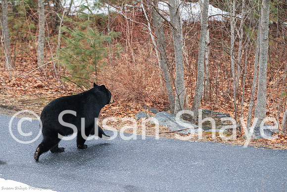 Black Bear Central Massachusetts