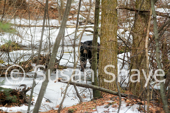 Black Bear Central Massachusetts