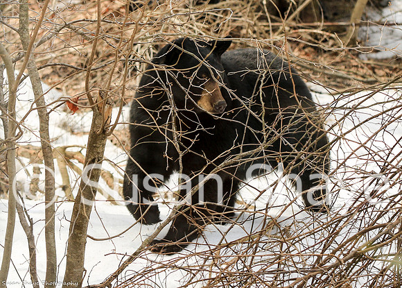 Black Bear Central Massachusetts