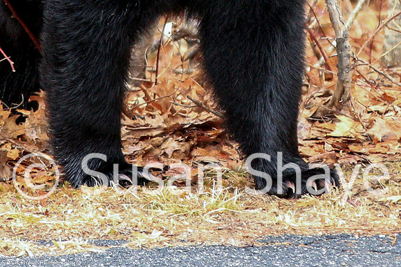 Black Bear Central Massachusetts