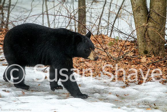 Black Bear Central Massachusetts