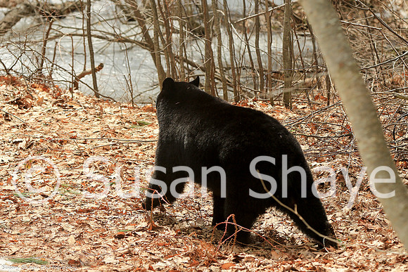 Black Bear Central Massachusetts