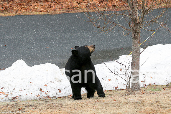 Black Bear Central Massachusetts