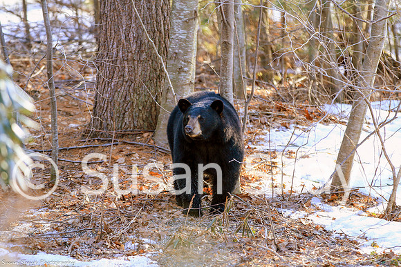 Black Bear Central Massachusetts