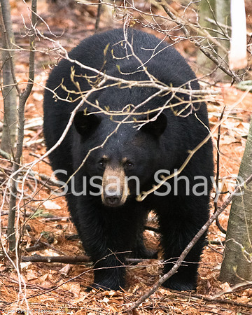 Black Bear Central Massachusetts