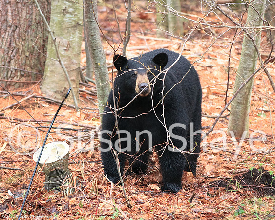 Black Bear Central Massachusetts