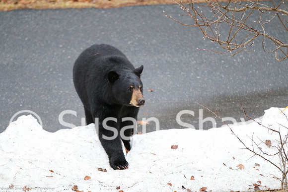 Black Bear Central Massachusetts