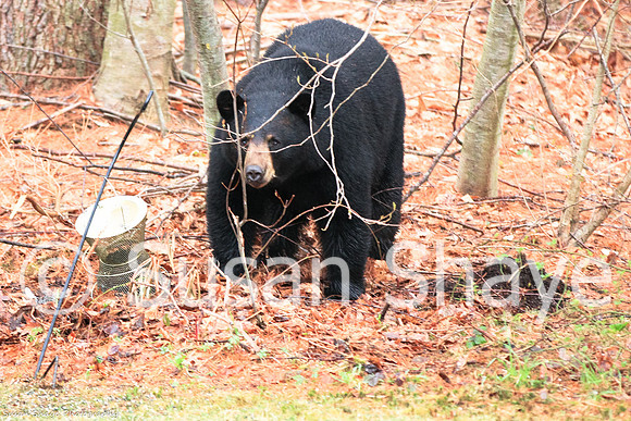 Black Bear Central Massachusetts