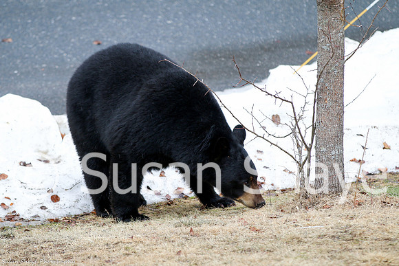 Black Bear Central Massachusetts