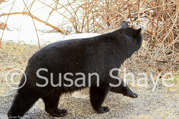 Black Bear Central Massachusetts