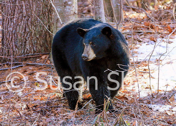 Black Bear Central Massachusetts