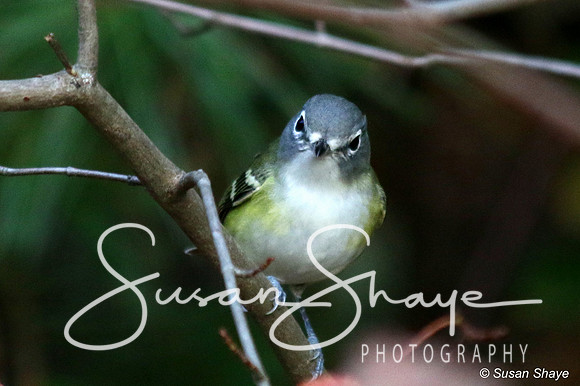 Blue-headed Vireo