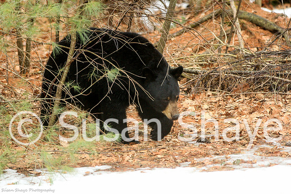Black Bear Central Massachusetts