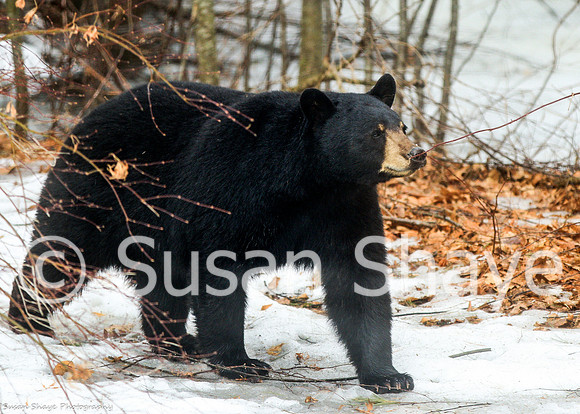Black Bear Central Massachusetts