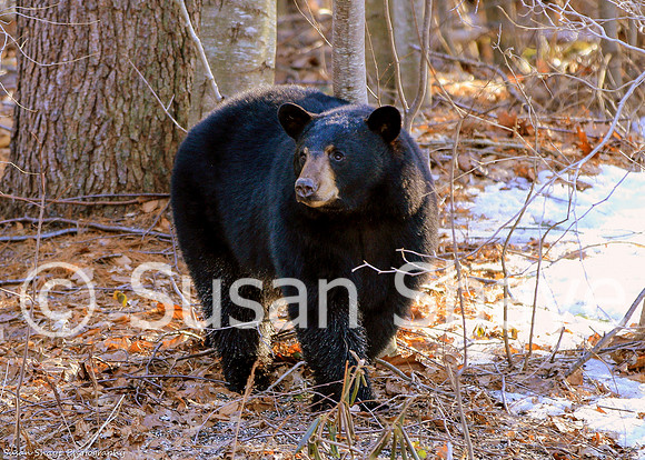 Black Bear Central Massachusetts