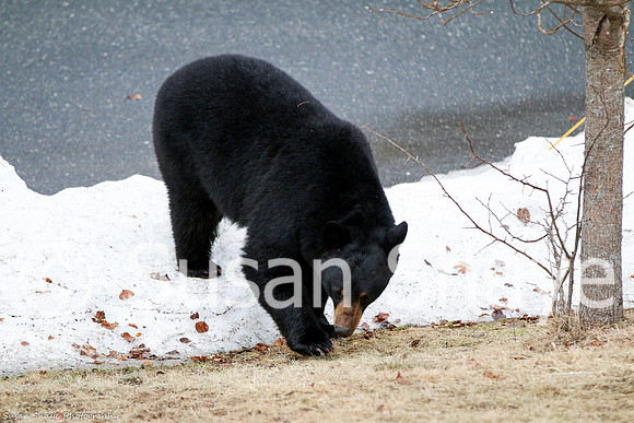 Black Bear Central Massachusetts