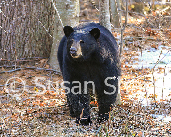 Black Bear Central Massachusetts