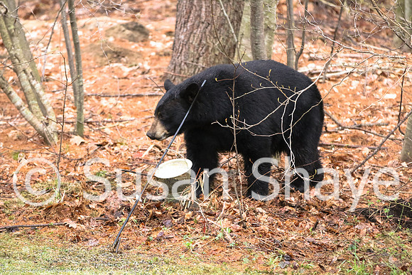 Black Bear Central Massachusetts