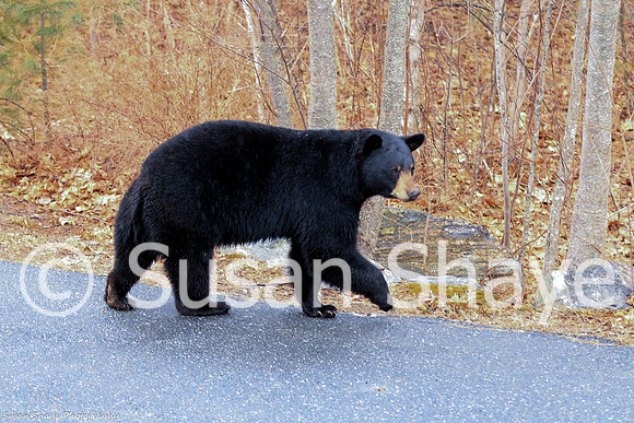 Black Bear Central Massachusetts