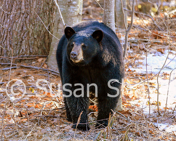 Black Bear Central Massachusetts