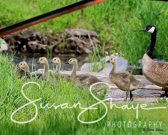 Goose & Goslings