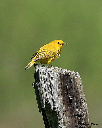 Yellow Warbler