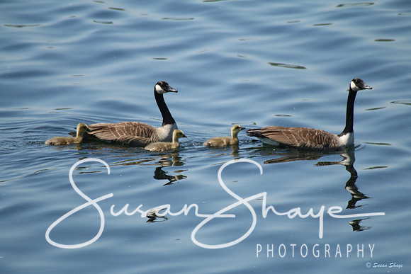 Goose, Gander & Goslings at Wachusett Reservoir