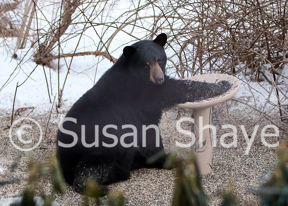 Black Bear Central Massachusetts