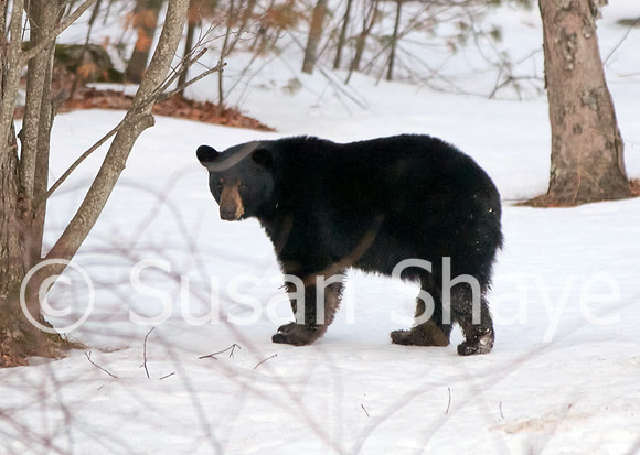 Black Bear Central Massachusetts