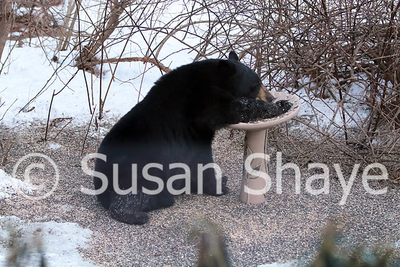 Black Bear Central Massachusetts