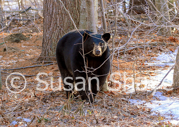 Black Bear Central Massachusetts