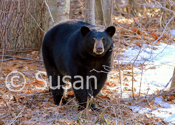 Black Bear Central Massachusetts