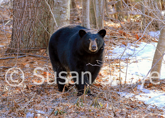 Black Bear Central Massachusetts
